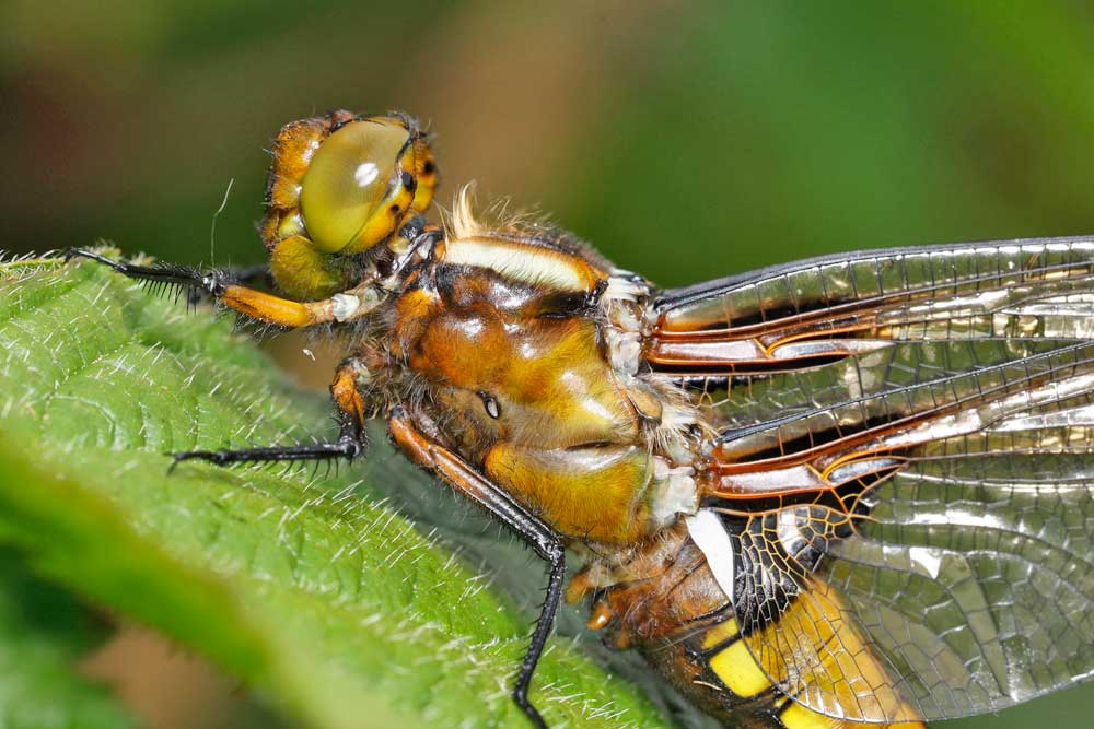Libellula_depressa